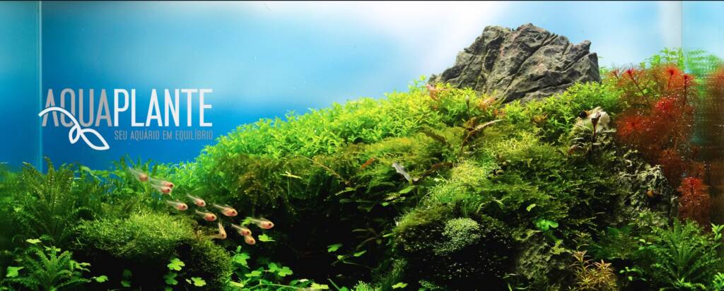 Aquaplante: Mergulhando em um Novo Futuro com Rebranding Estratégico e Inovador da marca que será produzido pela Agência Carcará