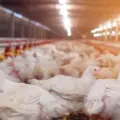 Primeiro Caso de Gripe Aviária (H5N1) em Granja Comercial em Montenegro (RS) no Brasil: Impactos e Medidas
