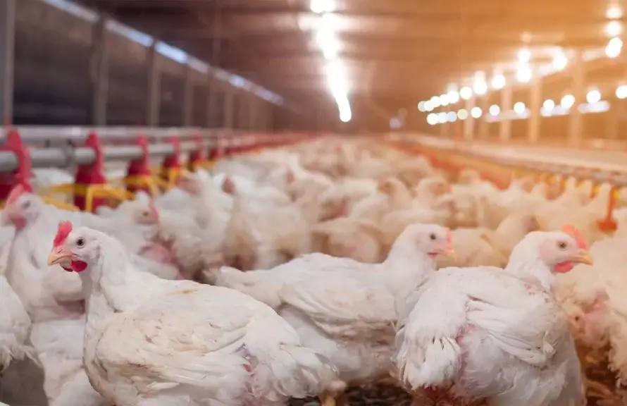 O Brasil confirmou o seu primeiro caso de gripe aviária (influenza H5N1) em uma granja comercial, um marco preocupante para o setor avícola nacional. O foco da doença foi detectado no município de Montenegro, Rio Grande do Sul, um importante polo produtor de frango e ovos férteis, o que gerou repercussões imediatas no comércio internacional e mobilizou ações governamentais de controle e prevenção.