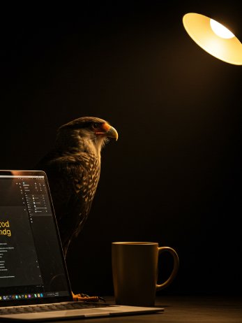 Agência Carcará de MKT Digital e Comunicação