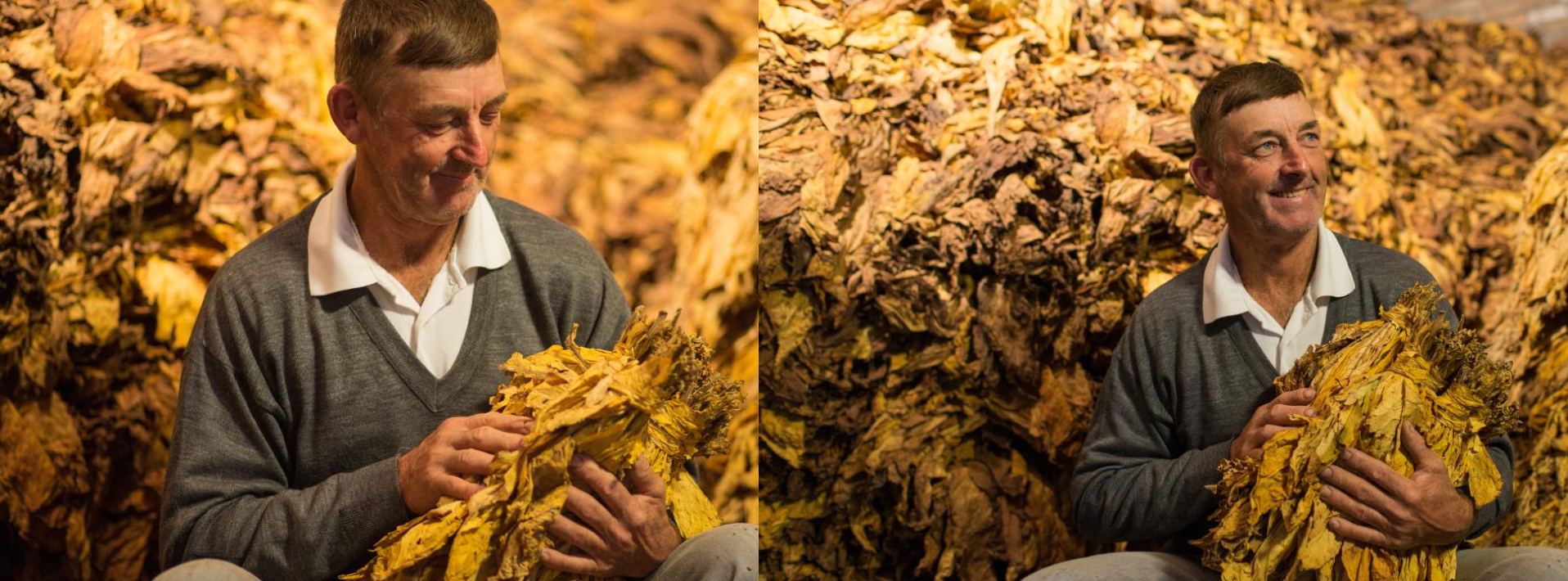 A Agência Carcará viajou pelo coração das regiões produtoras, convivemos com as famílias, observamos o ciclo da plantação com respeito e admiração. Nossa lente não buscou apenas imagens; buscou a verdade, a textura do tabaco curado nas mãos experientes, a vibração do verde da folha ao sol, o orgulho no olhar de quem colhe o fruto de seu trabalho. O resultado? Mais de 600 imagens, um acervo visual riquíssimo que é um manifesto da qualidade da matéria-prima e da importância do produtor na cadeia da BAT Brasil!