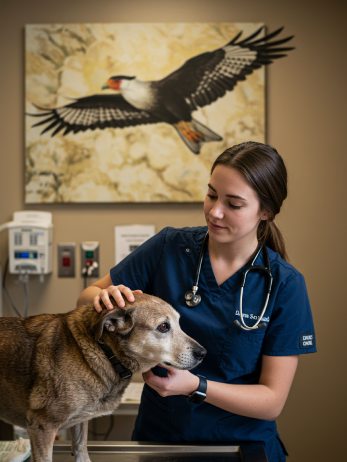 Agência Carcará de MKT Digital e Comunicação