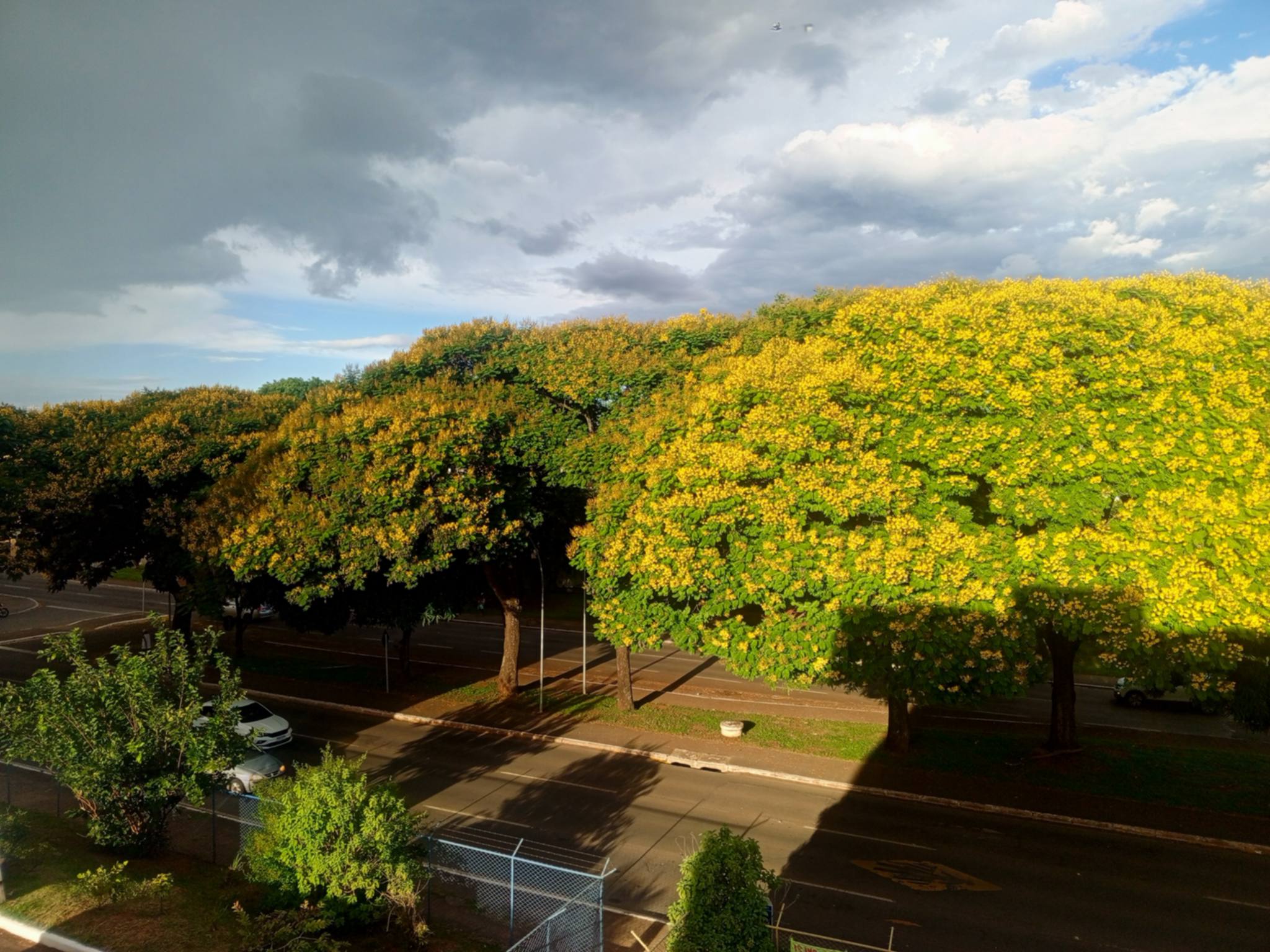 Salvem as árvores do canteiro central da M Norte e da L Norte em Taguatinga Norte